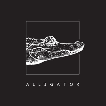 American alligator (Alligator mississippiensis) - vector image.
White illustration in engraving style of crocodilian reptile isolated on black background, design element for logo or template.