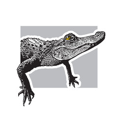 Portrait of young American alligator - vector graphic illustration.
Black image of crocodilian reptile in engraving style isolated on white background, design element for logo or template.