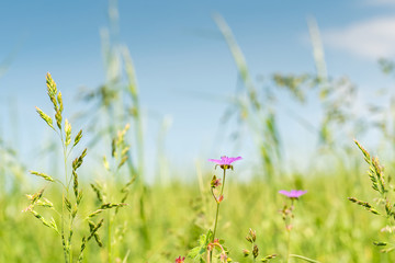 Die wild wachsende Heilpflanze Storchschnabel leuchtet auf der Blumenwiese im Sonnenlicht vor einem perfekten hellblauen Himmel