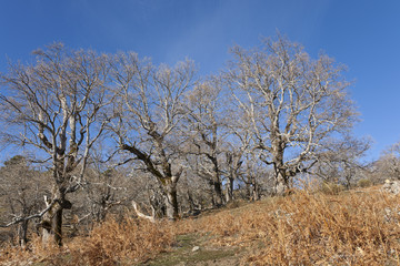 Robles en el collado del Pozo. Sierra de Gredos