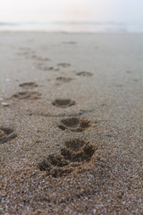 Fototapeta na wymiar Dog tracks on the beach