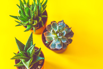 Flat layer of succulent in a bright yellow background 