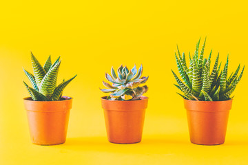 Succulents in a yellow vibrant background