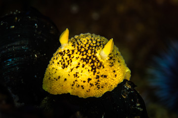 Noble Dorid