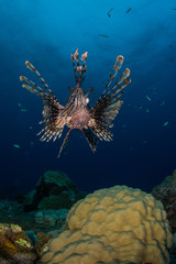 Lion Fish