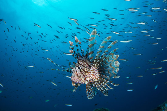 Lion Fish and Schooling Fish
