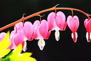 Pacific bleeding heart. Dicentra flowers in close up picture. Branch with heart shaped flowers in amazing floral composition. Pink and white flowers in the public park.