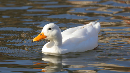 Pato doméstico en la Vaguada de las llamas, Santander, Cantabria, España