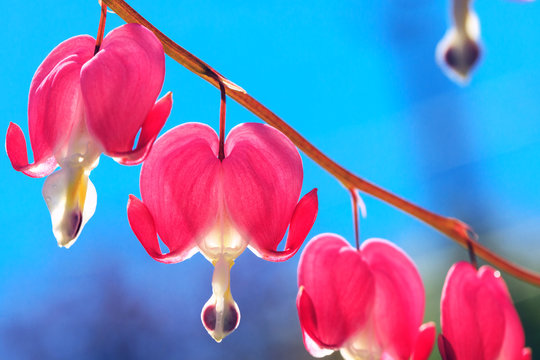 The heart shaped pink and white flowers of Bleeding Heart. Lyre flowers on background of blue sky as music conceptual picture. Dicentra flower is blossom in the beautiful day, in the morning time. - Powered by Adobe