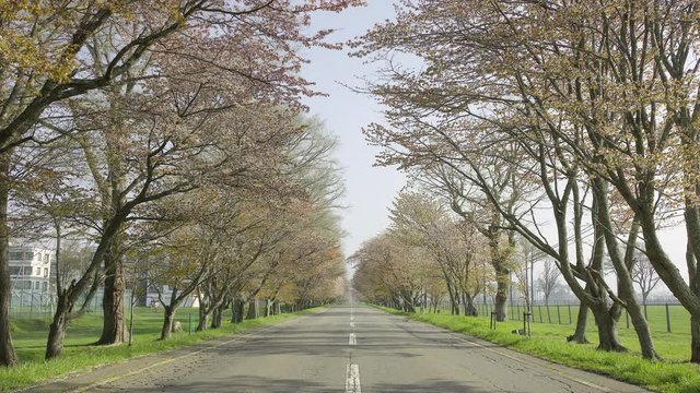桜並木