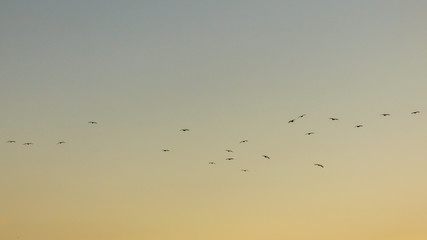 Birds in flight over sunset sky