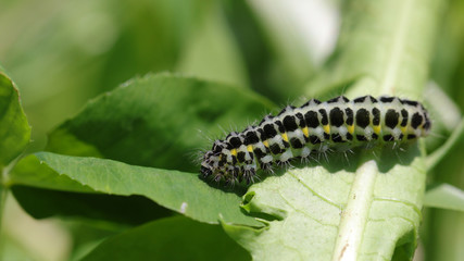 Oruga en Cantabria, España