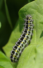 Oruga en Cantabria, España