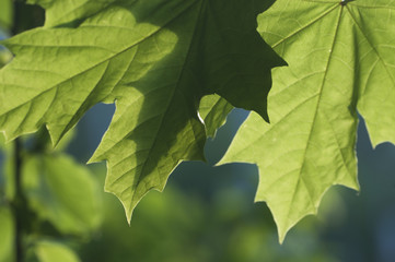 Green leaves in a clear sunlight