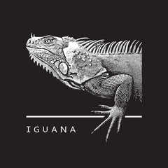 Realistic portrait of iguana.
Close-up view of large herbivorous lizard - illustration in engraving style isolated on black background, design element for logo or template.