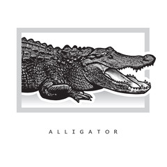 Naklejka premium Vector graphic image of American alligator. Black and white illustration of crocodilian reptile, logotype, clip art in engraving style, design element for logo or template.