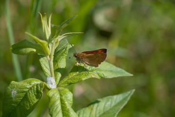 farfalla su una pianta