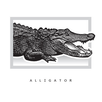 Vector graphic image of American alligator.
Black and white illustration of crocodilian reptile, logotype, clip art in engraving style, design element for logo or template.