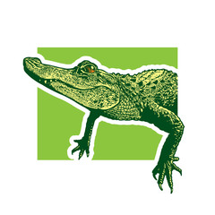 Young American alligator.
Monochrome vector graphic illustration, a portrait of a baby crocodile reptile in the style of engraving, design element for logo or template.