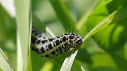 Oruga en Cantabria, España