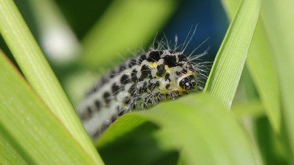 Oruga en Cantabria, España