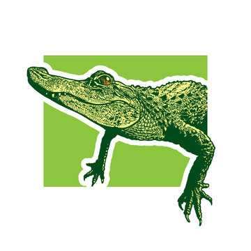 Young American alligator.
Monochrome vector graphic illustration, a portrait of a baby crocodile reptile in the style of engraving, design element for logo or template.