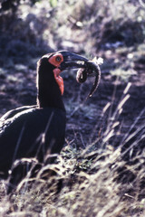 Ground Hornbill (Bucorvus leadbeateri) , Kruger National Park, mpumalanga, south africa