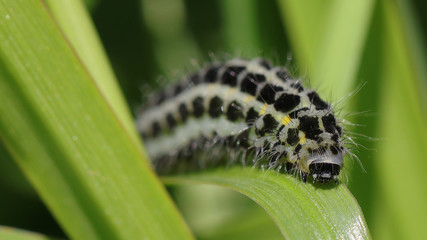 Oruga en Cantabria, España