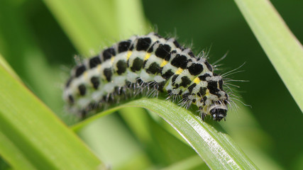 Oruga en Cantabria, España