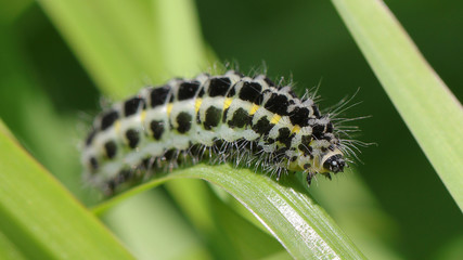 Oruga en Cantabria, España
