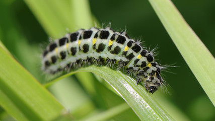 Oruga en Cantabria, España