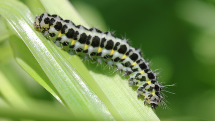 Oruga en Cantabria, España