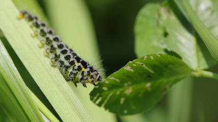 Oruga en Cantabria, España