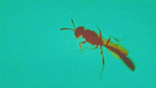 Insect bug dynamic stop motion animation. Extreme colors with massive digital noise. Experimental animated clip.