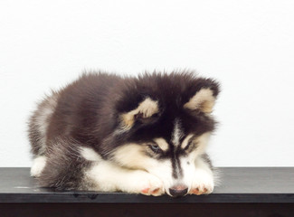 cutel black siberian husky wooly coat puppy
