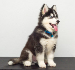 cutel black siberian husky wooly coat puppy
