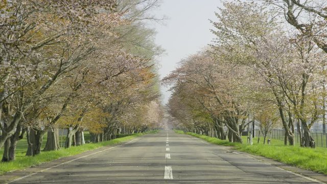 桜並木