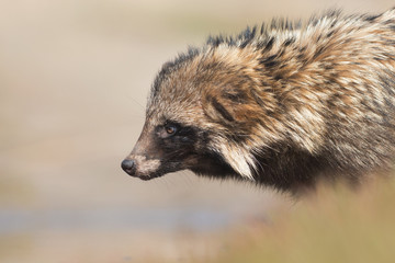 Raccoon dog portrait. Nyctereutes procyonoides