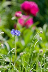 Blue cornflowers on a green meadow