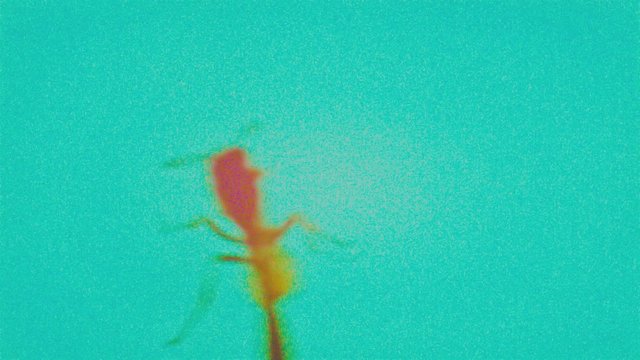 Insect bug dynamic stop motion animation. Extreme colors with massive digital noise. Experimental animated clip.