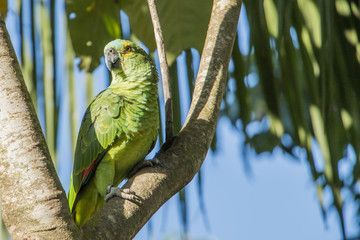 Papagaio Bonito MS