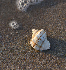 shell of Rapana on a sandy beach