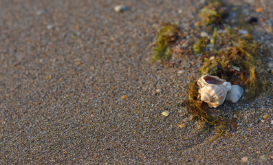 shell of Rapana on a sandy beach