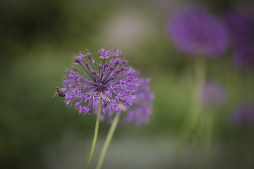 Colorful tulips in the park. Spring landscape.