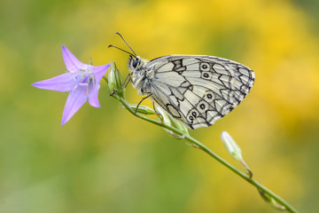 Schachbrettfalter #03