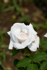 白いばらの花のアップ