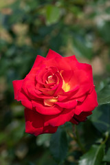 赤と黄色のばら「希望」の花のアップ