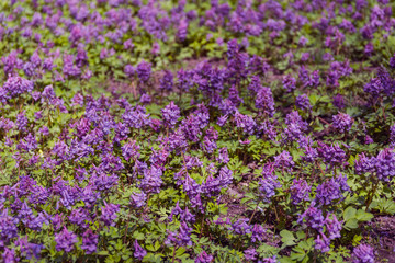 Meadow of violet flowers.
