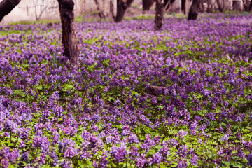 The field of purple flowers in the park