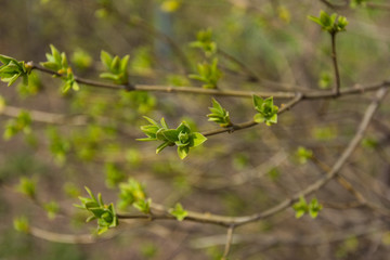 Tree branch with open buds,spring